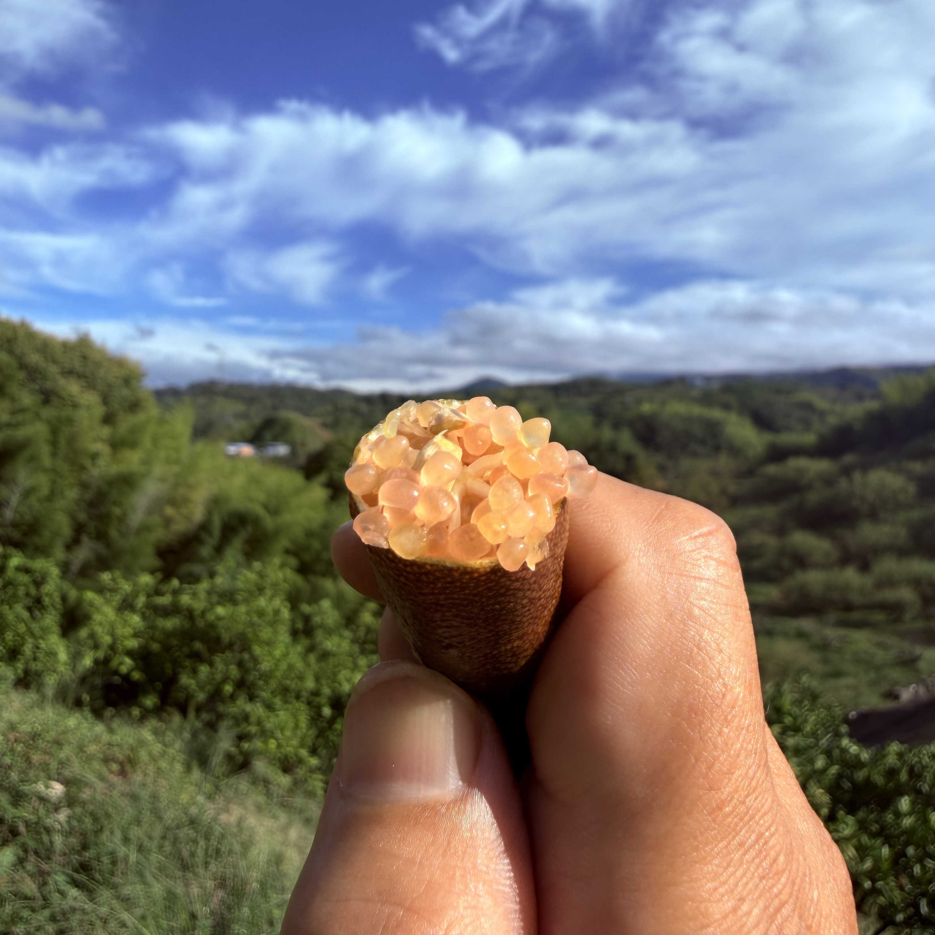 お試し価格】フィンガーライム（森のキャビア）｜香酸柑橘類（ゆず