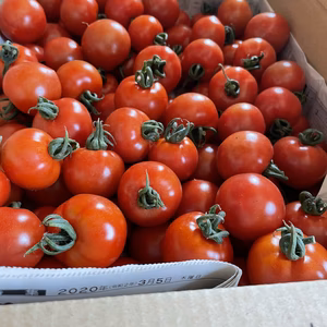 土でじっくり育てた！栄養&甘さ満点のまるむのフルティカトマト　4kg