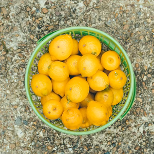 訳あり 無農薬京都れもん 2キロ