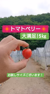 ◆訳ありトマトベリー◆ イチゴの形の大人気トマト！5㎏！