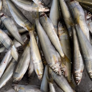 ★冷凍★　琵琶湖産【天然】小鮎　ふっくら大きめサイズ