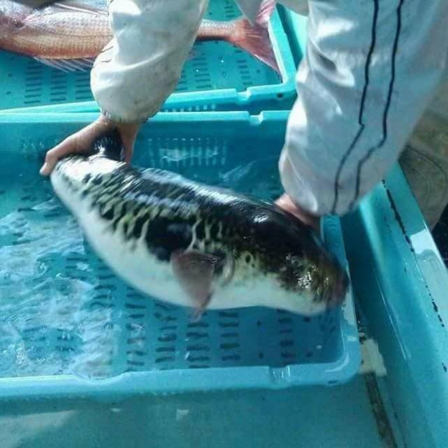 天然河豚 ふぐ のしゃぶしゃぶセット 淡路島から あるとき限定 農家漁師から産地直送の通販 ポケットマルシェ