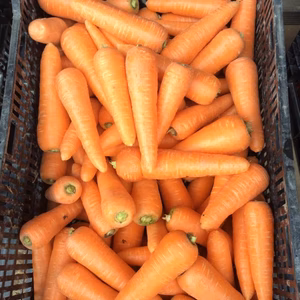 【有機JAS】一年で一番おいしくなった人参