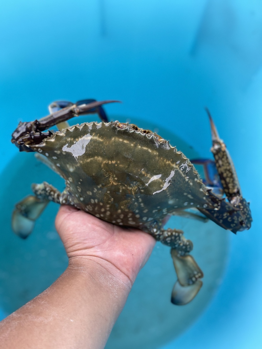 早い者勝ちカンジャンケジャン可 湖宝ガニ ワタリガニ オス3匹で1kg 農家漁師から産地直送の通販 ポケットマルシェ