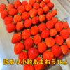 極ウマ！小粒 あまおう1kg入 苺(いちご)の王様 少し訳ありイチゴ♪