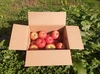 【福袋2024】サンふじ 約5kg（バラ箱詰め）＋ りんごチップスのオマケ付き
