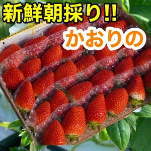 (中粒)新鮮朝採り！かんちゃん農園の甘いいちご