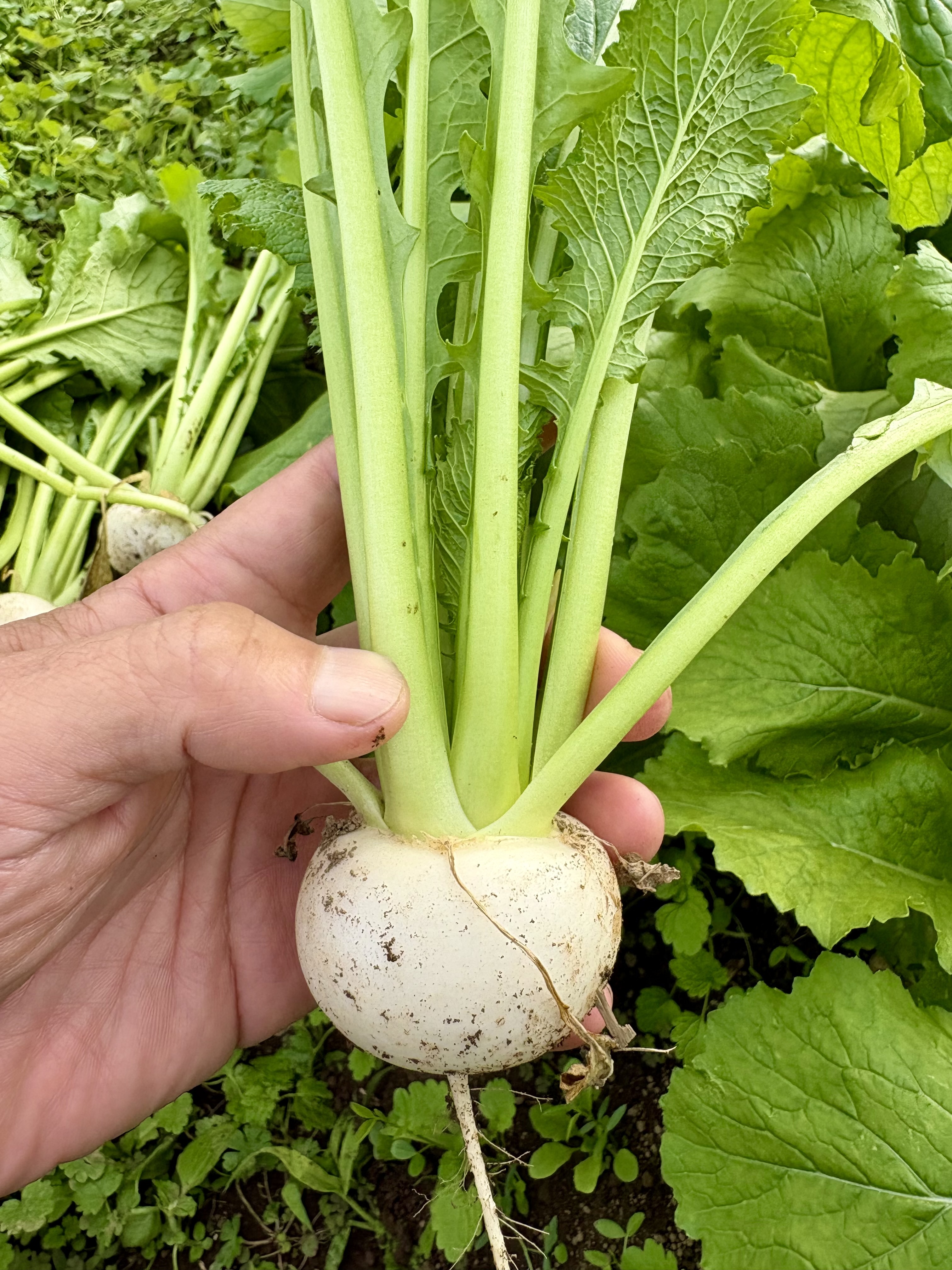 ハロウィンって元々はカブなの知ってました?というわけで小カブ1.5キロ! 1.5キロ詰め(およそ15玉)