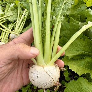 ハロウィンって元々はカブなの知ってました？というわけで小カブ1.5キロ！