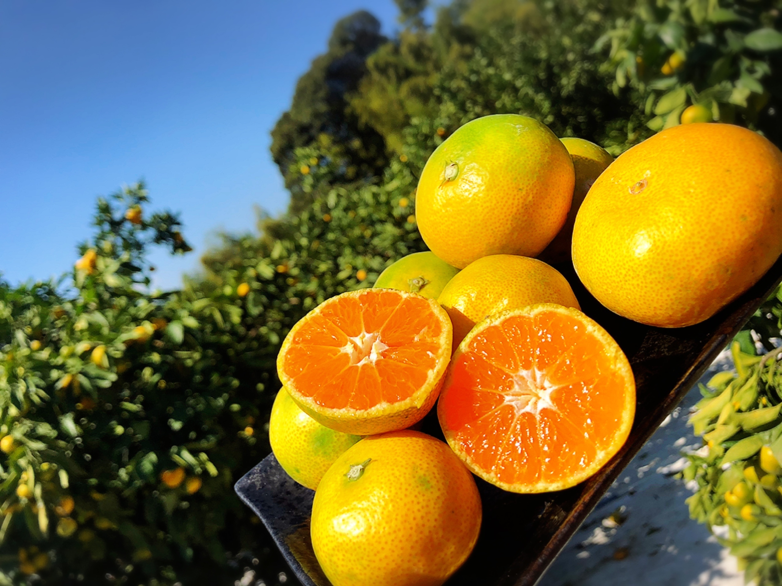 レア玉】濃い味！旨い！甘い！安い！熊本の中玉みかん｜みかんの商品