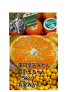 (お家有田みかん）大人気ニッコリ小玉❢田口完熟早生！みかん（3S～Sサイズ）