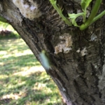 13394069_1228506120500965_1736682922757118942_n