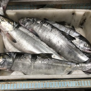 秋田県産　天然秋鮭　