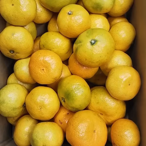 極早生みかん　日南　家庭用　箱込み9.5キロ