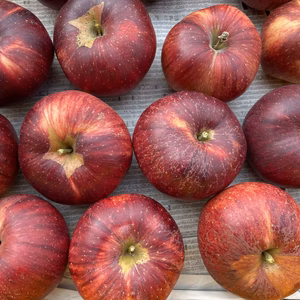 即日発送！赤肉りんご シナノスイート シナノゴールド 詰合せ