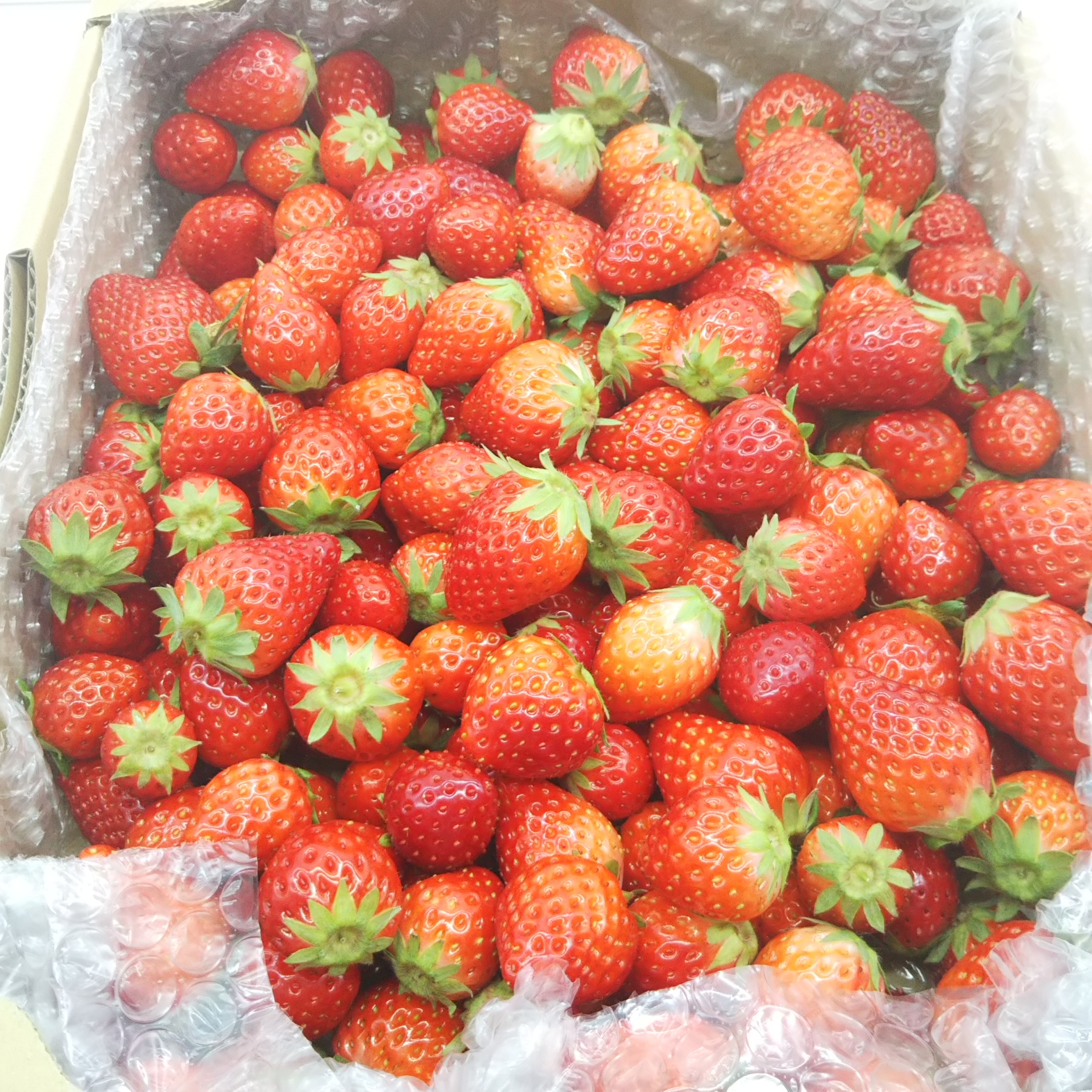 ✨セール中✨青森県産　生いちご　小粒　4kg 　希少　加工用　訳あり　イチゴ