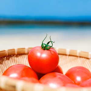 喜界島からお届け！甘さ・酸味が濃厚なトマト！！