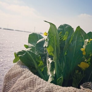 【希少部位】アスパラ菜の摘芯主茎※常温発送