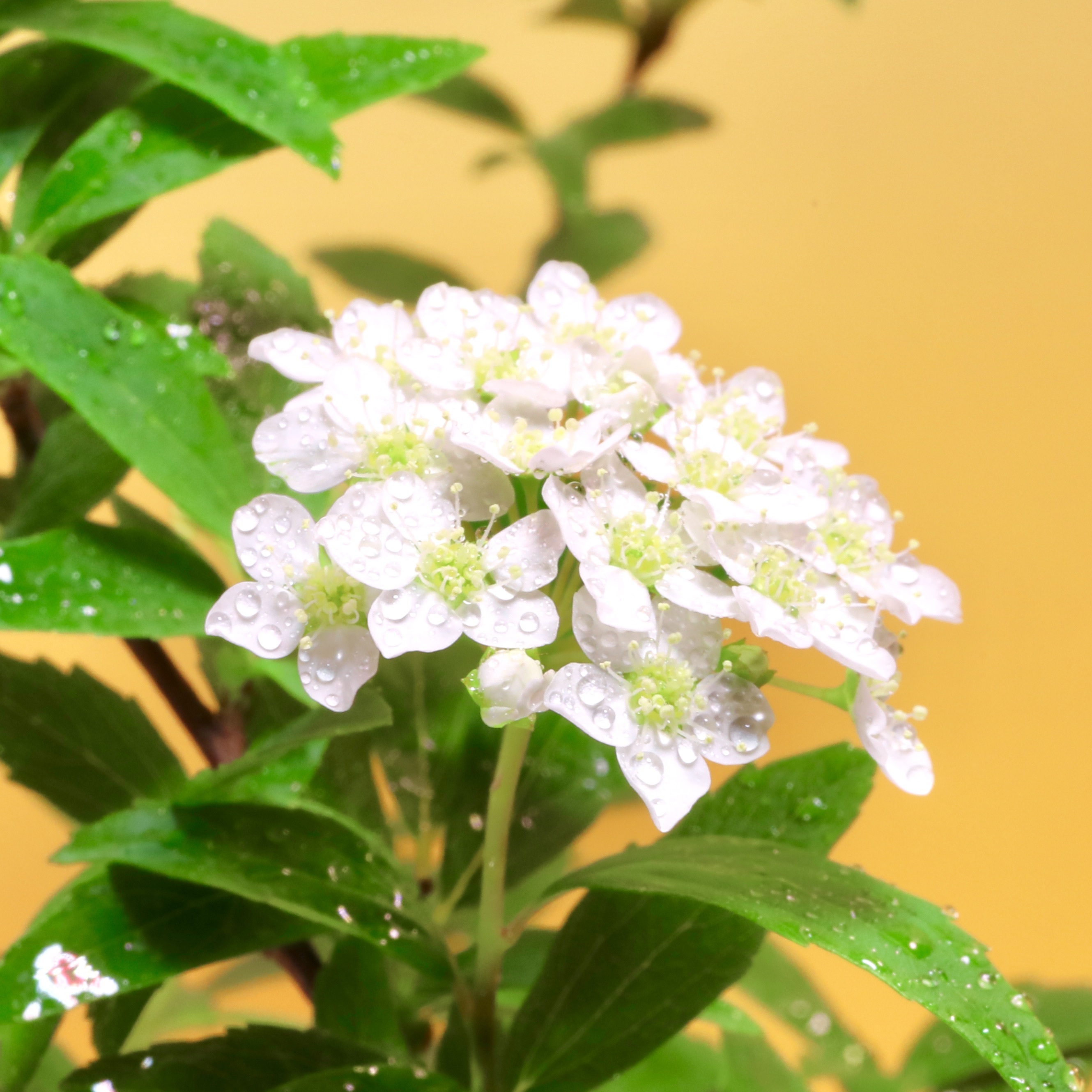 苔玉 こでまり 高さ約30㌢ 重さ約300㌘