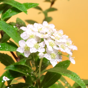 苔玉　こでまり