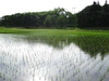 値下げ！202２年産低農薬栽培コシヒカリ・5ｋｇ（白米・玄米）