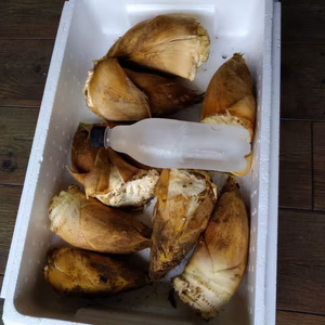 4月初旬頃から順次発送　【筍】　米ヌカ付き　掘ってから12時間以内