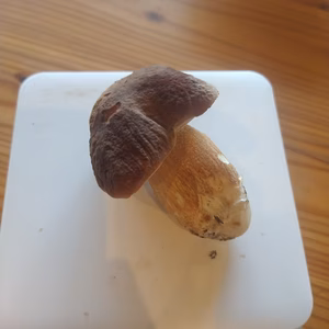 ◆今シーズン最後◆ニセコ産天然生ポルチーニ茸60g