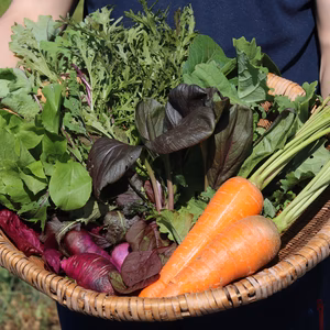 喜多方野菜〜繋王（けいおう）〜