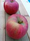 高徳【こうとく】まぼろしの蜜入りリンゴ！希少品種！