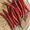 唐辛子インドジンウソツカナイ！選べるおまけ唐辛子付き！