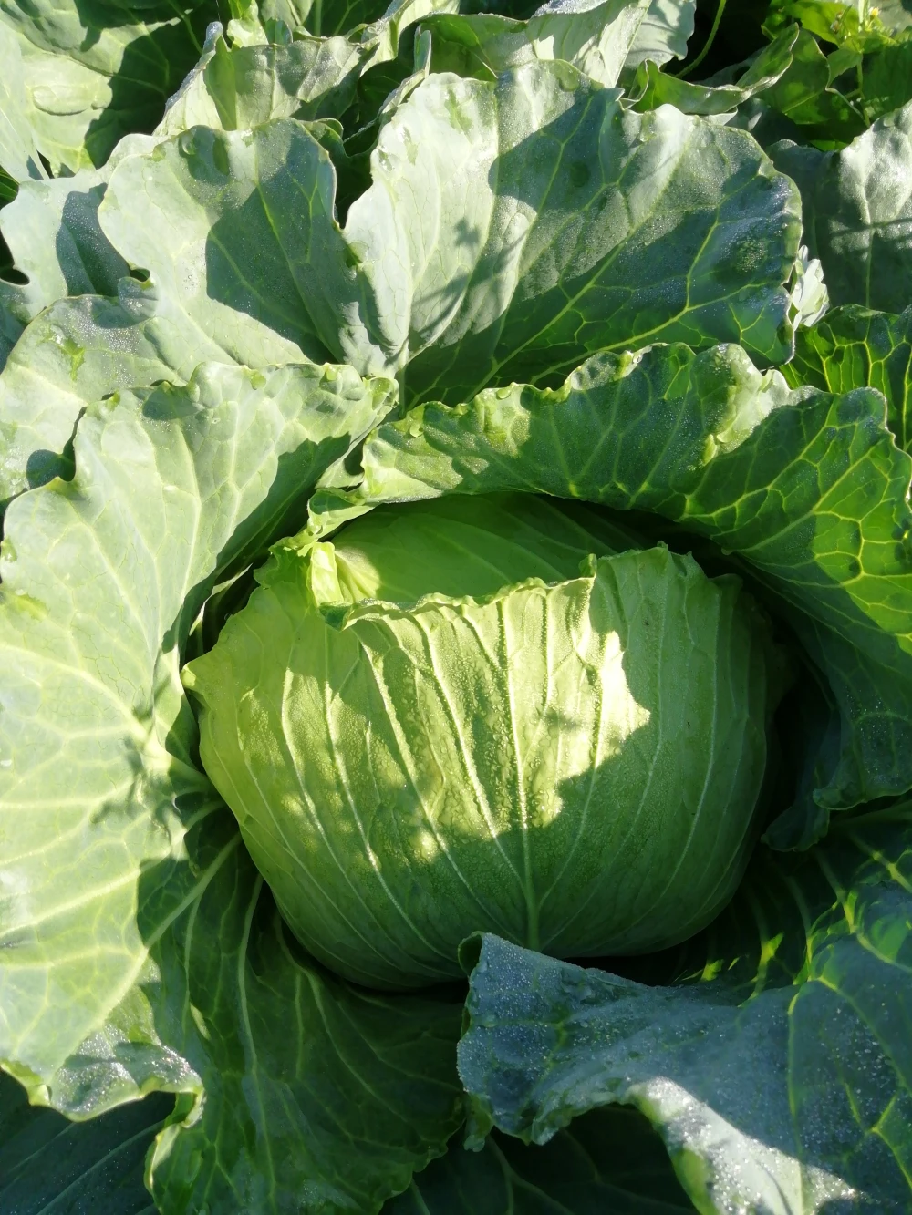 朝露滴る❗新鮮朝どりキャベツ2玉