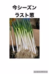 年季の入ったネギ！みずみずしい☆長葱！！(無選別)