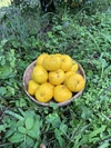 無農薬柚子（2～2.5ｋg）（3kg）
