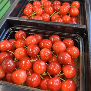 1番美味しい所のみ　さくらんぼ　佐藤錦　最上級　特秀　2L以上　1キロ　６月後半