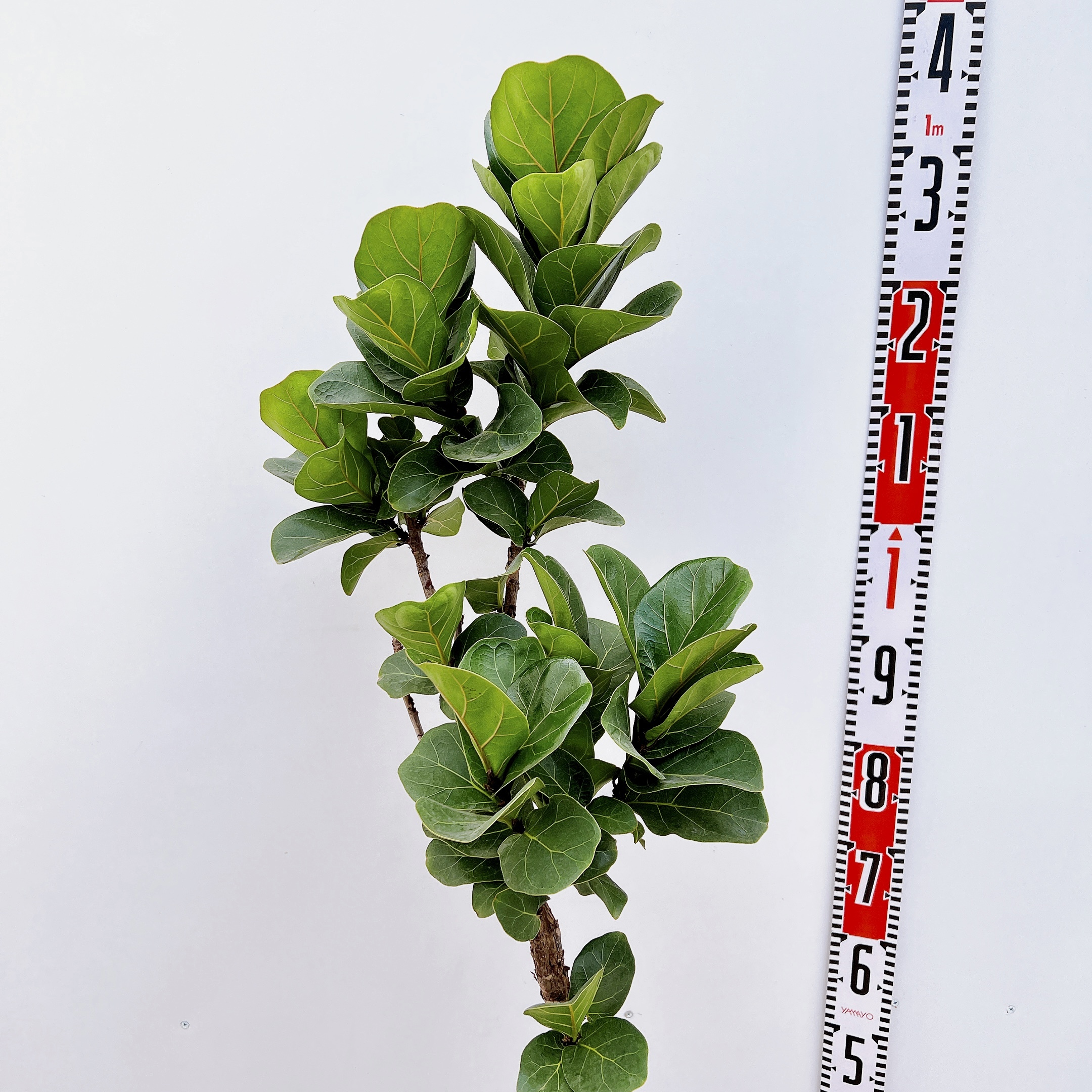 カシワバゴムの木☆190cm】5枝・観葉植物・ボタニカル（現物） | nate