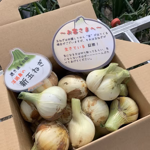 訳あり淡路島新玉ねぎ3k！今だけネギ坊主オマケ付き‼️