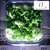 業務用カットねぎ 福岡県産1kg