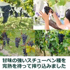 完熟ぶどうをそのままジュースに！甘～いぶどうジュース1,000mlx2本