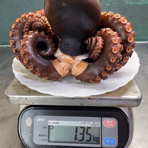 ゲリラ出品！！　【1点限り】 秘伝の茹で汁で茹でた浜茹で地だこ1.3kg