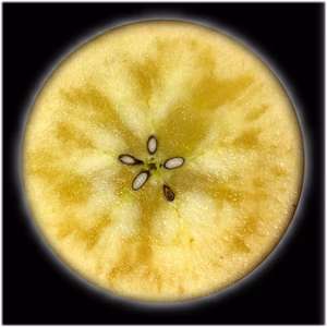 話題のこうとく!約4.5Kg　人気の高徳はこ こみつ けたら即買い！