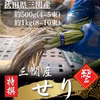 【予約専用１２月２５日～３０日発送分】三関せり 秋田 せり 七草  セリ 三関産