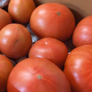 熊本県八代産　訳ありトマト「おっぺしゃん」4kg