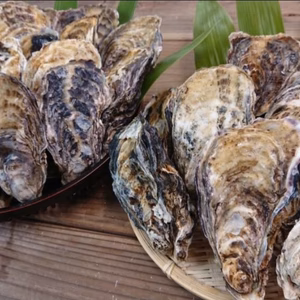 当日水揚げ出荷‼︎【江田島産　真牡蠣殻付(三倍体)　生食　化粧箱なし】