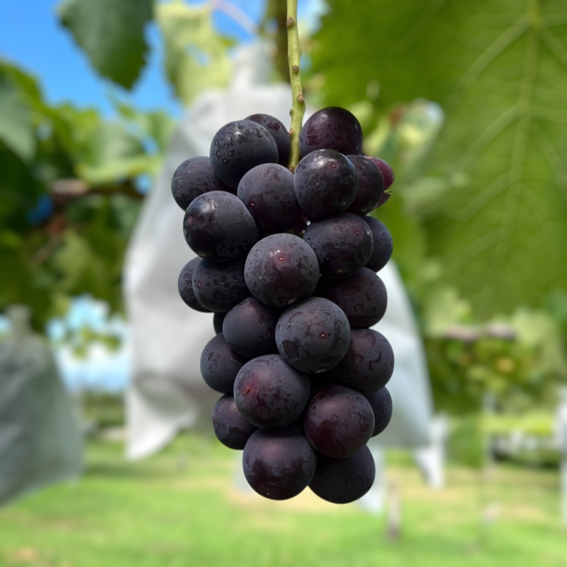 巨峰の産直通販・お取り寄せ商品｜ポケットマルシェ｜産地直送で旬の