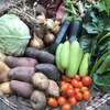 トウモロコシ　+　おまかせ旬野菜セット