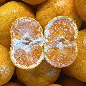 みかん王国の極早生みかん【肥のあけぼの】サイズ混合