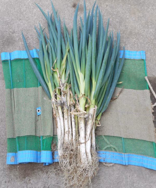 春ネギ　葉も食べられる白ネギ　泥付き　２ｋｇ　エコファーマー認定　減農薬