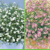 ジプソフィラ★ガーデンかすみ草★ピンク＆ホワイト6苗より