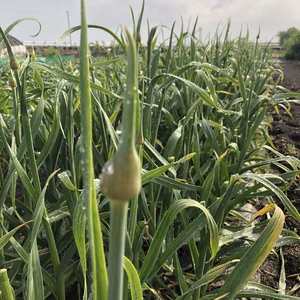 ✴︎業務用大容量✴︎無臭ジャンボニンニクの芽❣️
