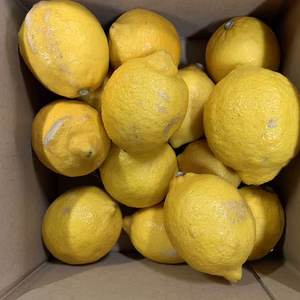 （訳あり）三ケ日産レモン（愛果）（1.5kg）